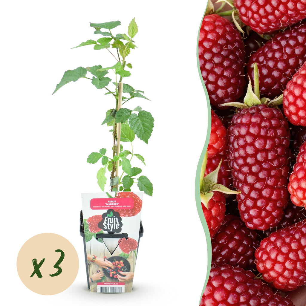 Fruitplanten - 3x Taybes - Rubus Tayberry - Winterhard - 3 Planten - Pot 9 cm - Rode Bes
