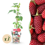 Fruitplanten - 3x Taybes - Rubus Tayberry - Winterhard - 3 Planten - Pot 9 cm - Rode Bes
