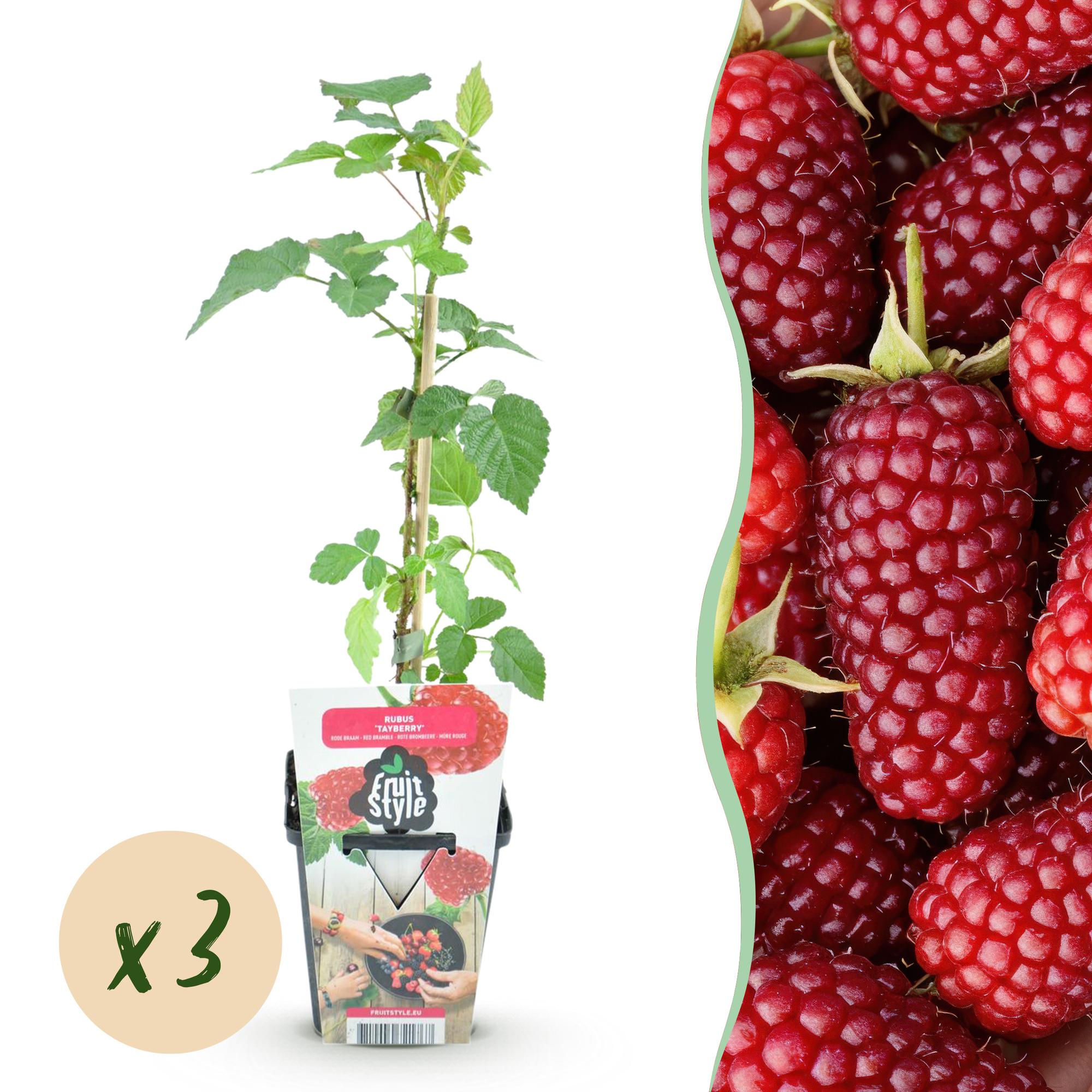 Fruitplanten - 3x Taybes - Rubus Tayberry - Winterhard - 3 Planten - Pot 9 cm - Rode Bes