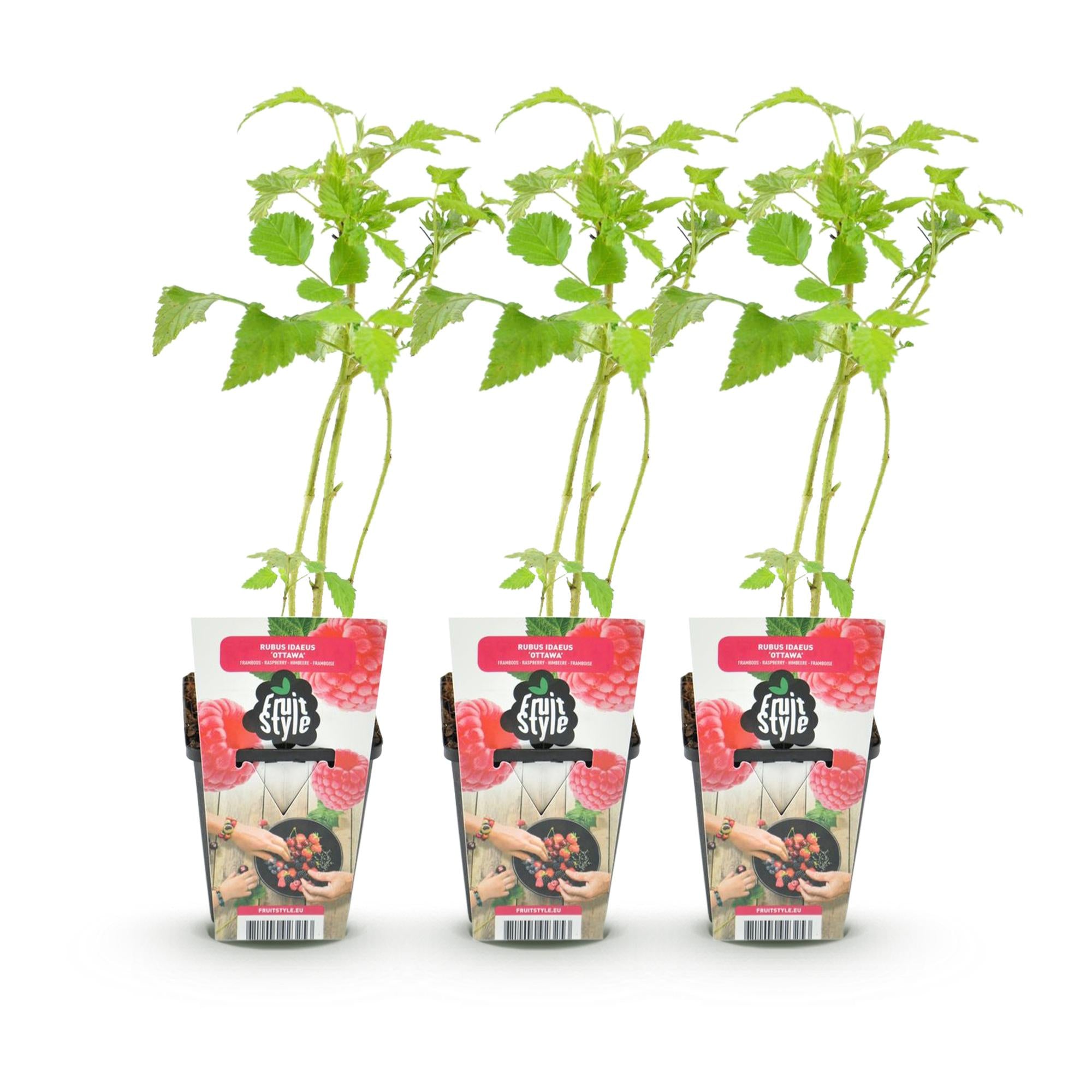 Fruitplanten - Framboos - Rubus idaeus Ottawa - Winterhard - 3 Planten - Pot 9 cm - Rode Framboos