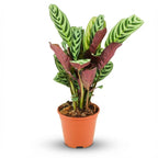 Ctenathe Burle-Marxii - Ø 14 cm - Hoogte: 35 - 40 cm