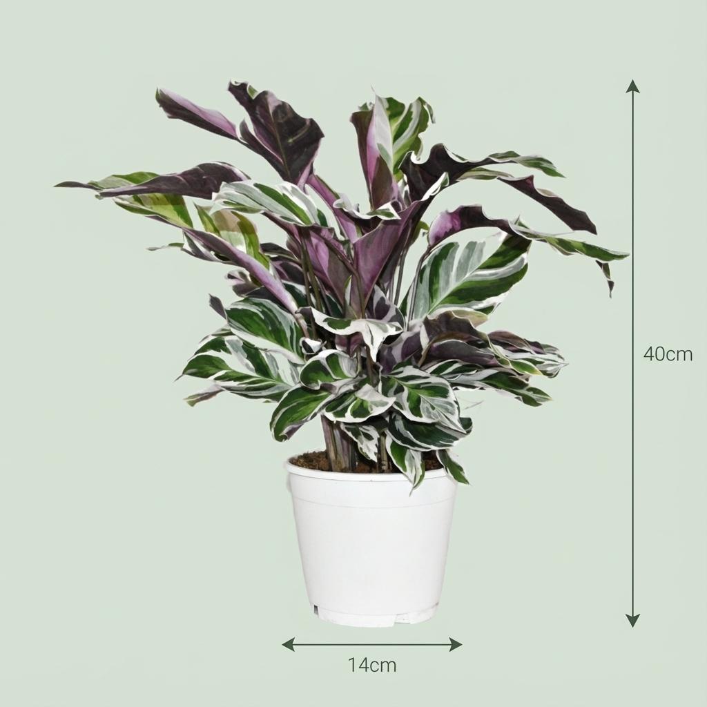 Calathea Fushion White - Ø 14 cm - Hoogte: 35 - 40 cm