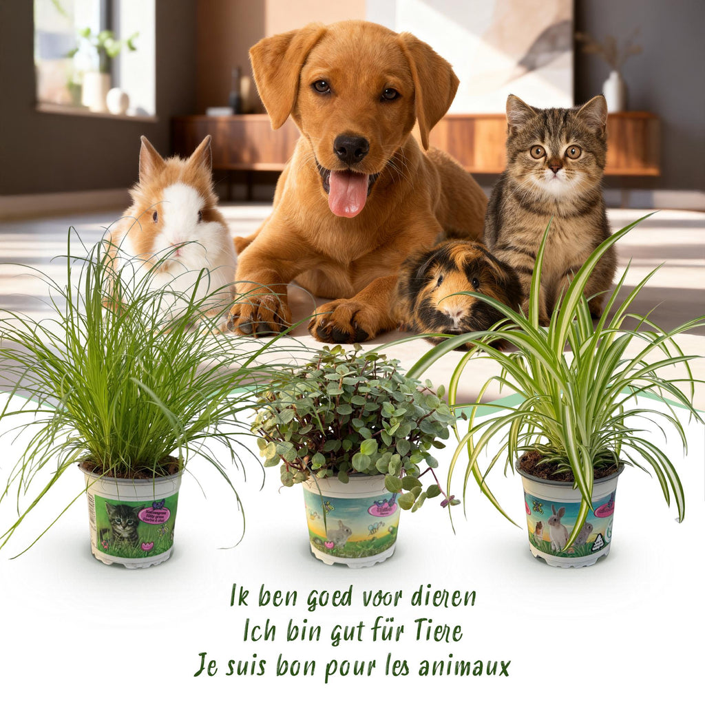 Kamerplant 3 STUKS - Cyperus - Calissia - Chlorophytum - Mix van 3 - Huisdiervriendelijke Planten - Groen - 3 Planten - Pot 12cm - Hoogte 20cm