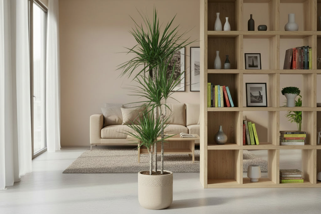 Dracaena Marginata - 160 cm - ø24