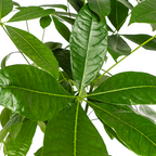 Pachira Aquatica met mand Ø24cm - ↕120 - 140cm