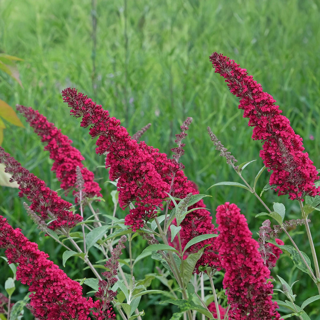 Tuinplant - Buddleja davidii Royal Red - 3 Vlinderstruik - Winterhard - Rood - 3 Planten - Pot 17cm - Hoogte 45cm