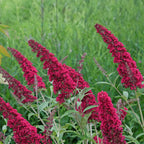 Tuinplant - Buddleja davidii Royal Red - 3 Vlinderstruik - Winterhard - Rood - 3 Planten - Pot 17cm - Hoogte 45cm