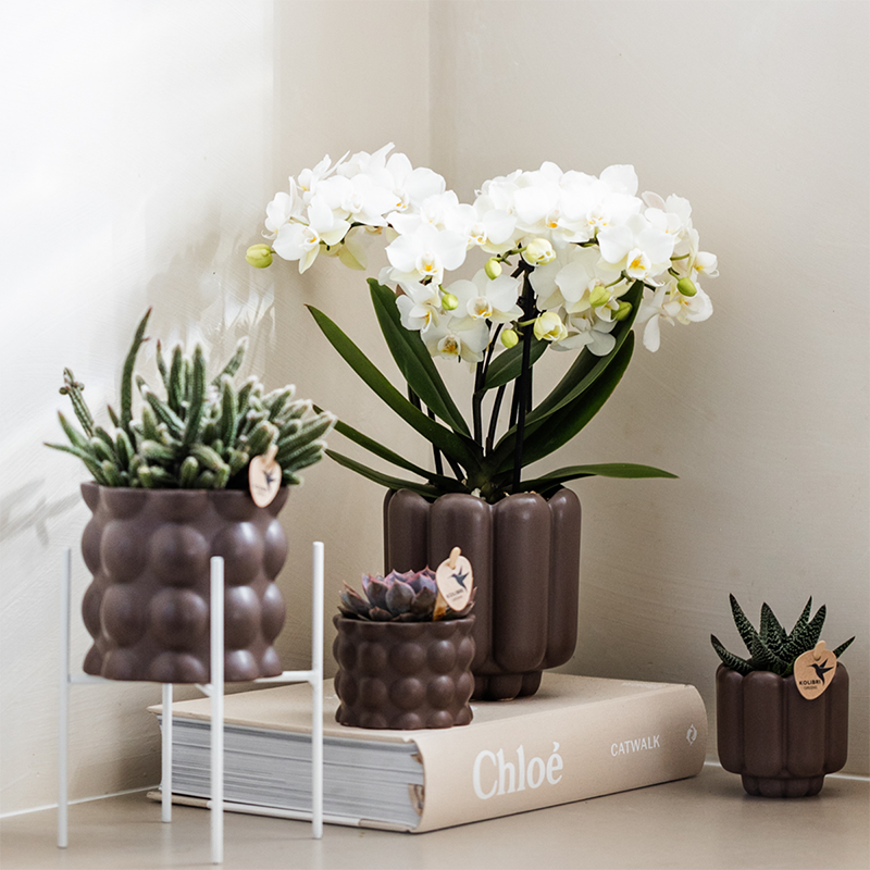Witte phalaenopsis orchidee potmaat Ø9cm | Zürich | bloeiende kamerplant - vers van de kweker