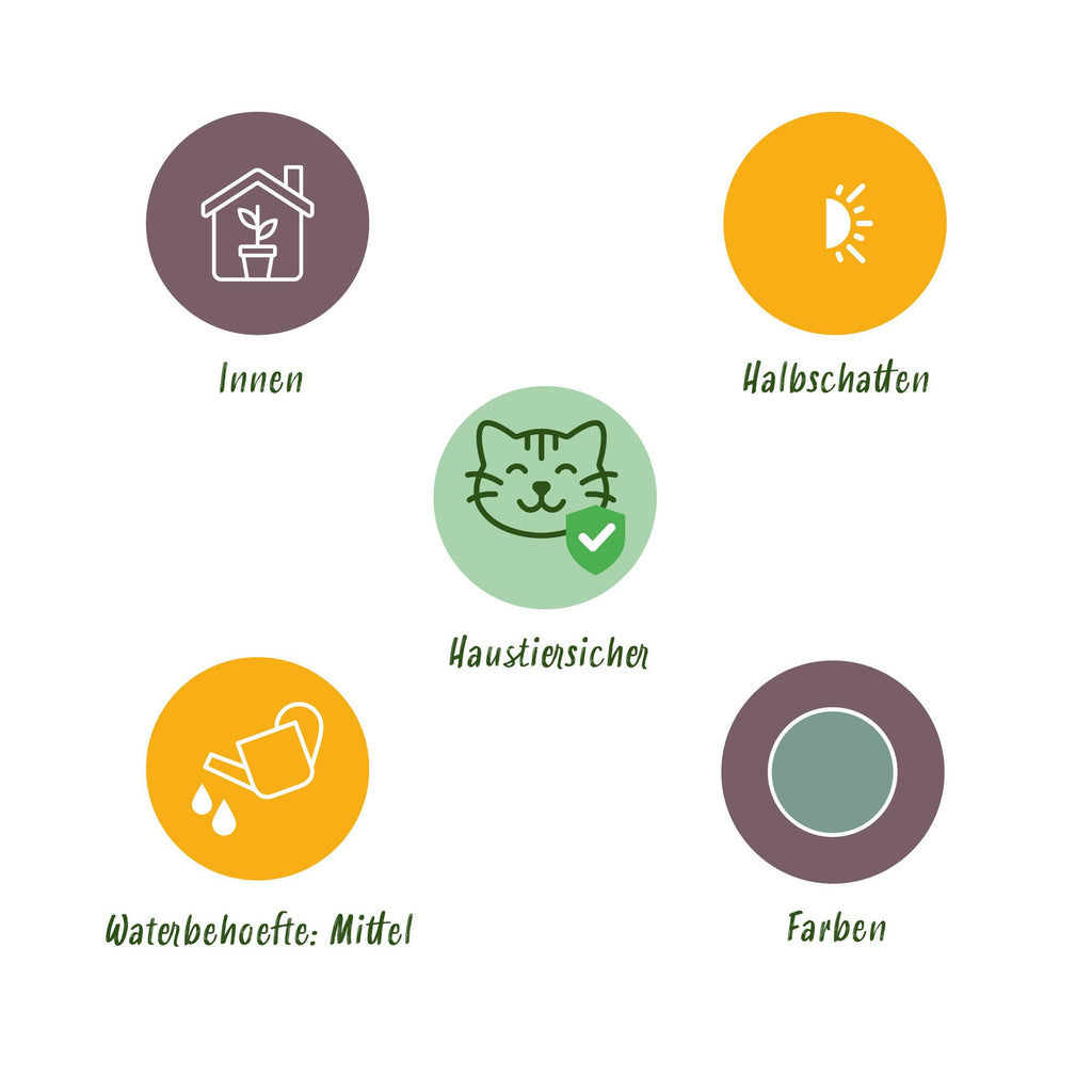 Kamerplant 2 STUKS- Phlebodium aureum Blue Star - Blauwe Varen - Huisdiervriendelijk - Blauw - 2 Planten - Pot 12cm - Hoogte 25-30cm