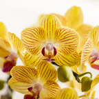 gele Phalaenopsis orchidee - Lima - potmaat Ø9cm | bloeiende kamerplant - vers van de kweker