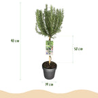 Plant op Stam - Rosmarinus officinalis - Terras Plant - Bladhoudend - Winterhard - Paarse Bloem - Pot 19cm Hoogte 90cm