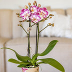 Roze paarse phalaenopsis orchidee potmaat Ø9cm | Bora Bora | bloeiende kamerplant - vers van de kweker