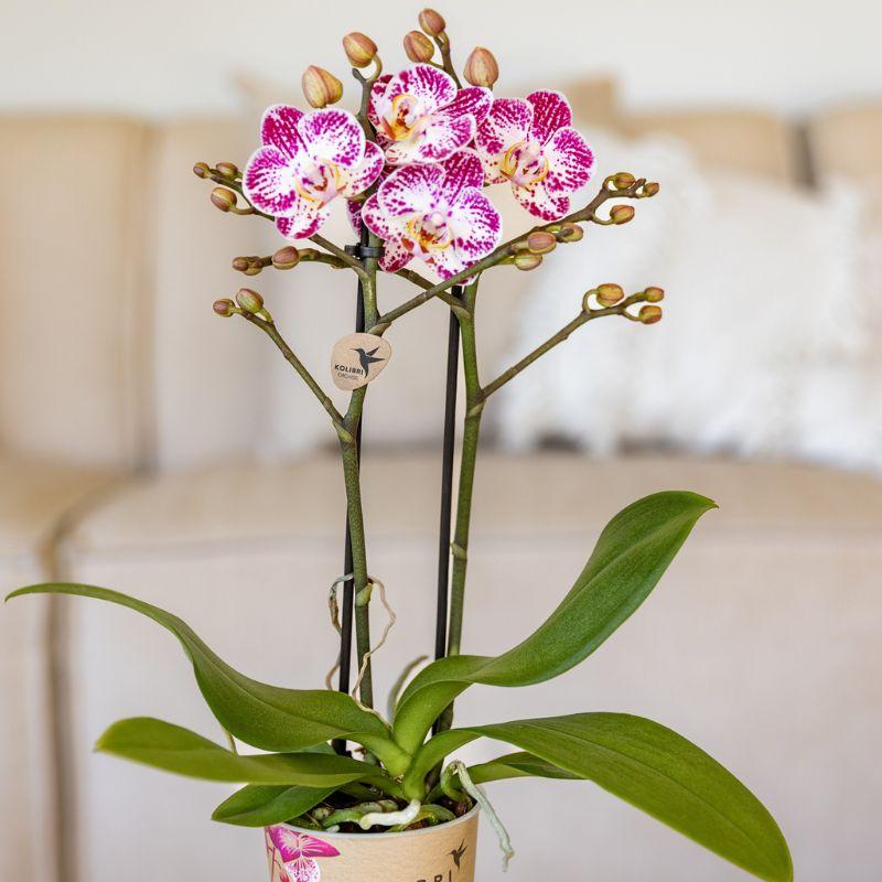 Roze paarse phalaenopsis orchidee potmaat Ø9cm | Bora Bora | bloeiende kamerplant - vers van de kweker