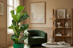 Ficus Lyrata met Potter pot grijs - 80cm - Ø21