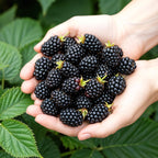 Fruitplanten -3x  Doornloze Braam - Rubus Thornfree - Winterhard - 3 Planten - Pot 9 cm - Zwarte Braam
