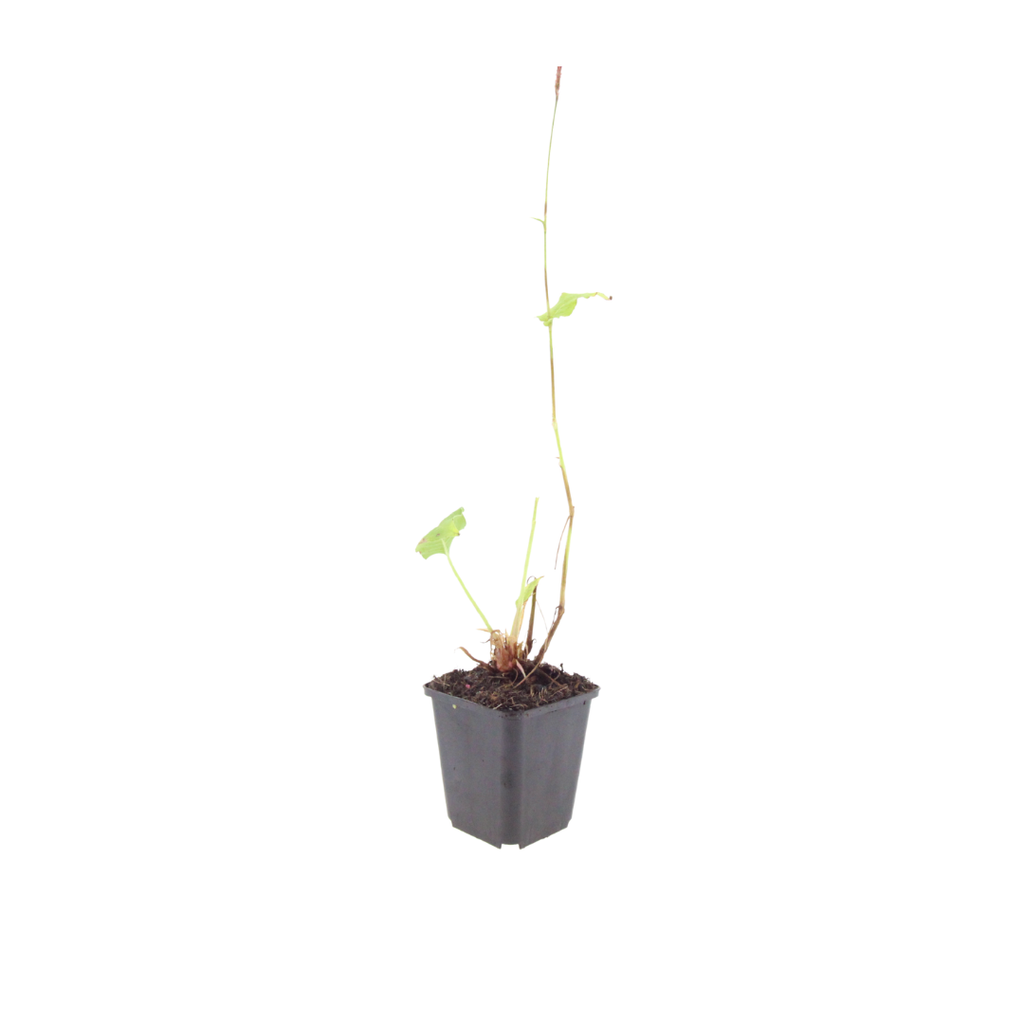 12x Persicaria a. 'Alba' - ↕10-25cm - Ø9cm