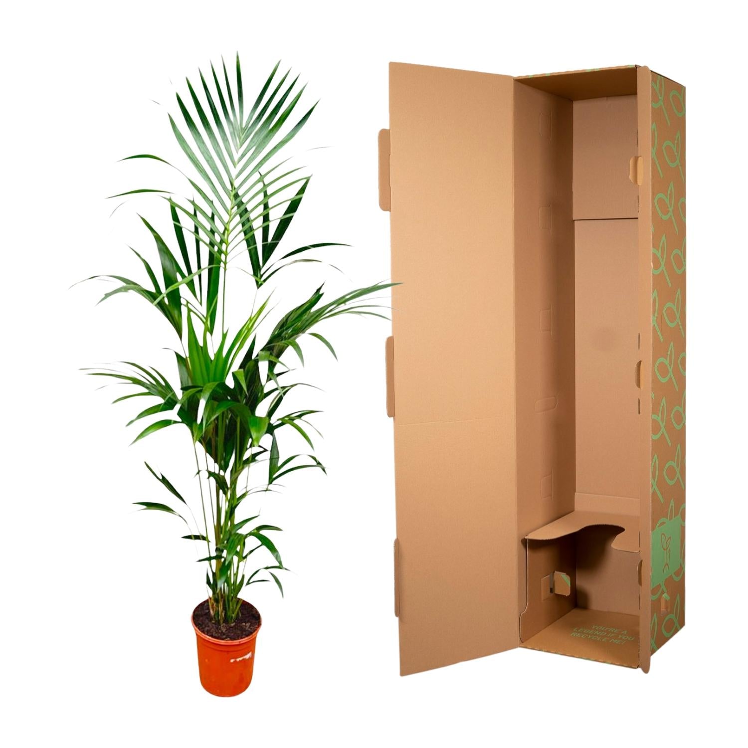 Kentia palm - 180cm - ⌀21 -25