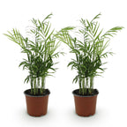 Kamerplant 2 Stuks - Chamaedorea elegans - Goudpalm - Huisdiervriendelijk - Groen - 2 Planten - Pot 12cm - Hoogte 35-40cm