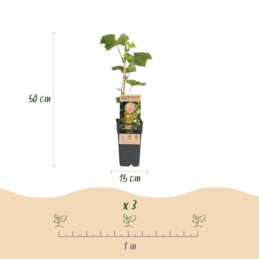 Fruitplant -2x  Vitis vinifera Lakemont - Druivenplant - Winterhard - Goudgele Druif - 2 Planten - Pot 15cm - Hoogte 50cm