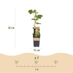Fruitplant -2x  Vitis vinifera Lakemont - Druivenplant - Winterhard - Goudgele Druif - 2 Planten - Pot 15cm - Hoogte 50cm