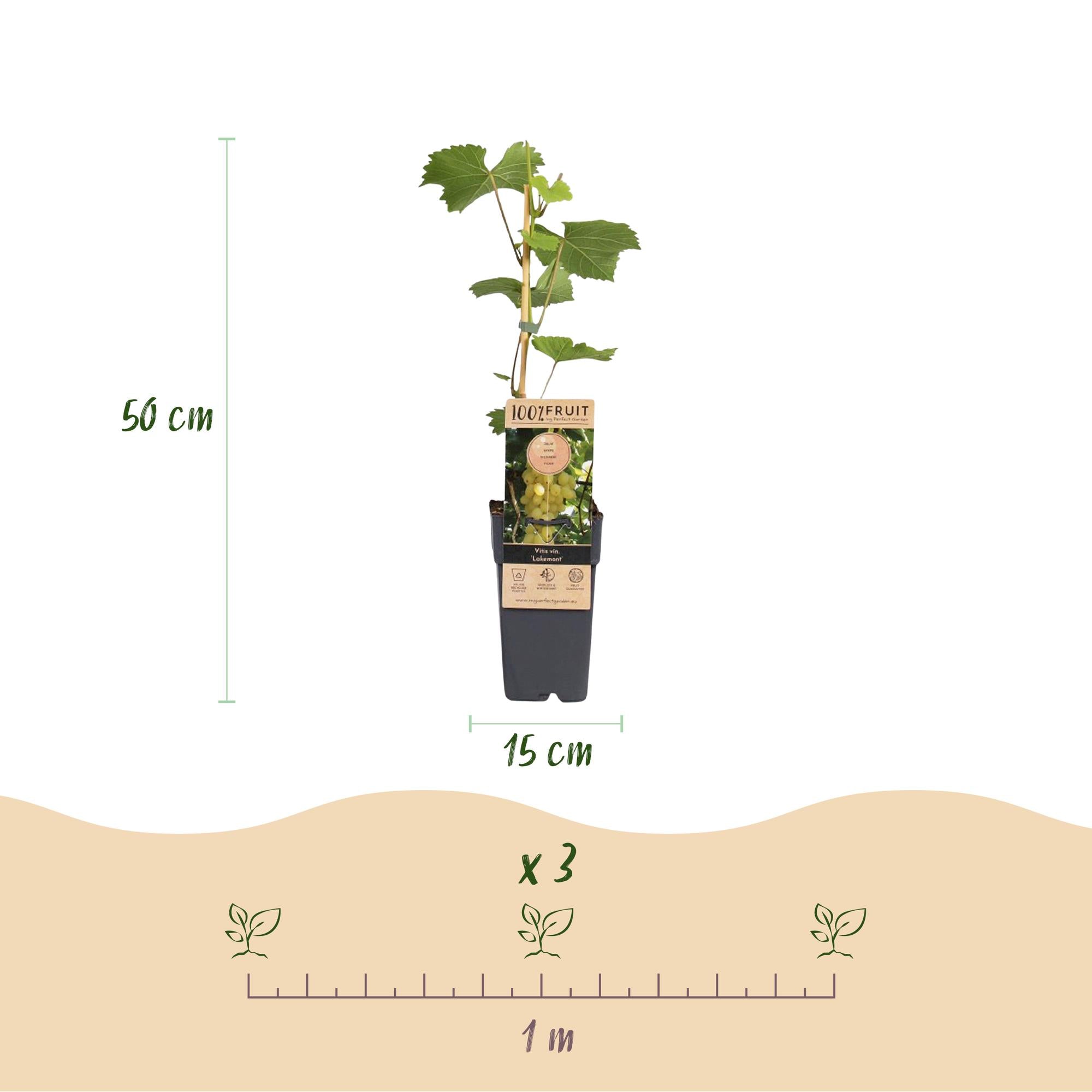 Fruitplant -2x  Vitis vinifera Lakemont - Druivenplant - Winterhard - Goudgele Druif - 2 Planten - Pot 15cm - Hoogte 50cm