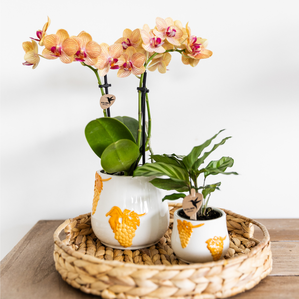 oranje Phalaenopsis orchidee potmaat Ø9cm | Jamaica | bloeiende kamerplant - vers van de kweker