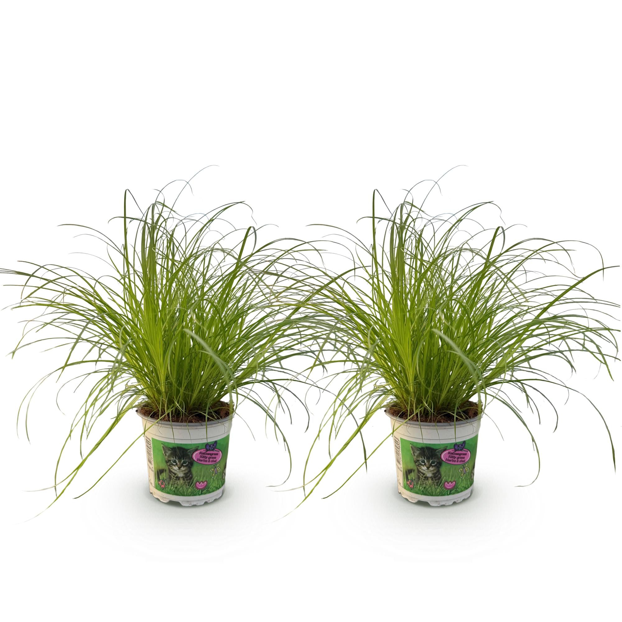 Kattengras kamerplant 2 STUKS - Cyperus alternifolius Zumula - Kattengras - Huisdiervriendelijk - Groen - 2 Planten - Pot 12cm - Hoogte 28-30cm