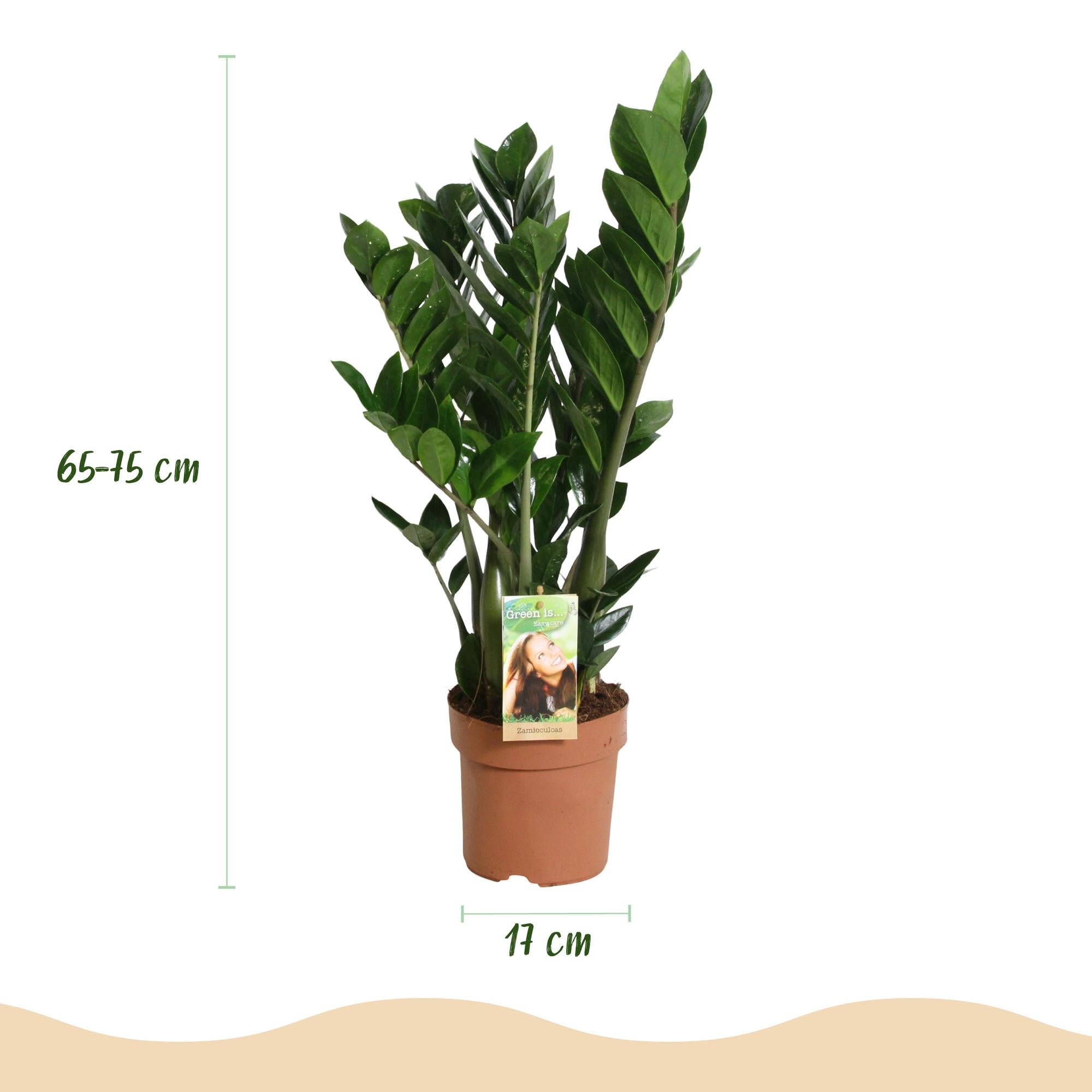 Zamioculcas 2STUKS - ZZ-plant - Weinig onderhoud - Groen - 2 Planten - Pot 17cm - Hoogte 65-75cm