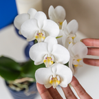 witte Phalaenopsis orchidee potmaat Ø9cm | Amabilis | bloeiende kamerplant - vers van de kweker