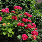 Hydrangea macrophylla Rood - Hortensia - Winterhard - Rood - 3 Planten - Pot 12cm - Hoogte Hoogte 20-30cm