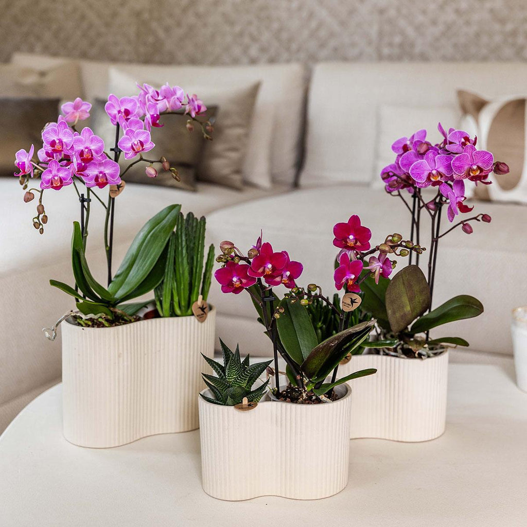 Paarse phalaenopsis orchidee potmaat Ø9cm | Chamonix | bloeiende kamerplant - vers van de kweker