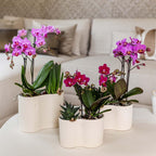 Paarse phalaenopsis orchidee potmaat Ø9cm | Chamonix | bloeiende kamerplant - vers van de kweker