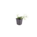 12x Phlox (S) 'Emerald Cushion Blue'- ↕10-25cm - Ø9cm