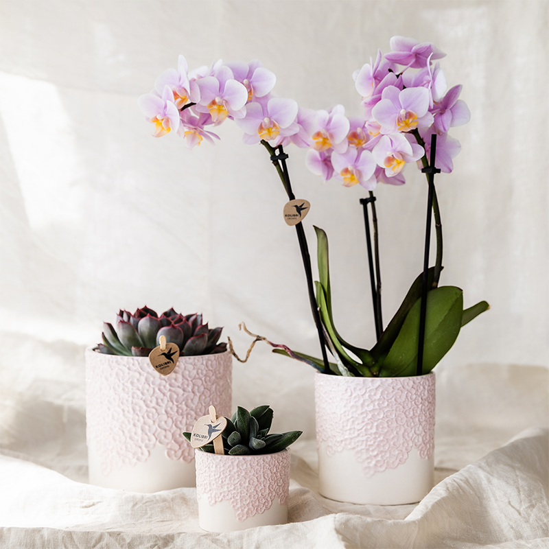 Gift Set Bloom roze | Roze Phalaenopsis orchidee Portugal met groene plant in Bloom roze sierpotten op Cloud plate roze