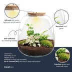 Planten terrarium - Emma - DIY kit - ↑ 25 cm - Ø 23 cm - Hedera Pink