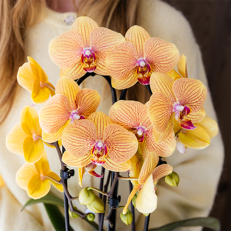 Oranje phalaenopsis orchidee potmaat Ø12cm | Sunny Bunny | bloeiende kamerplant - vers van de kweker