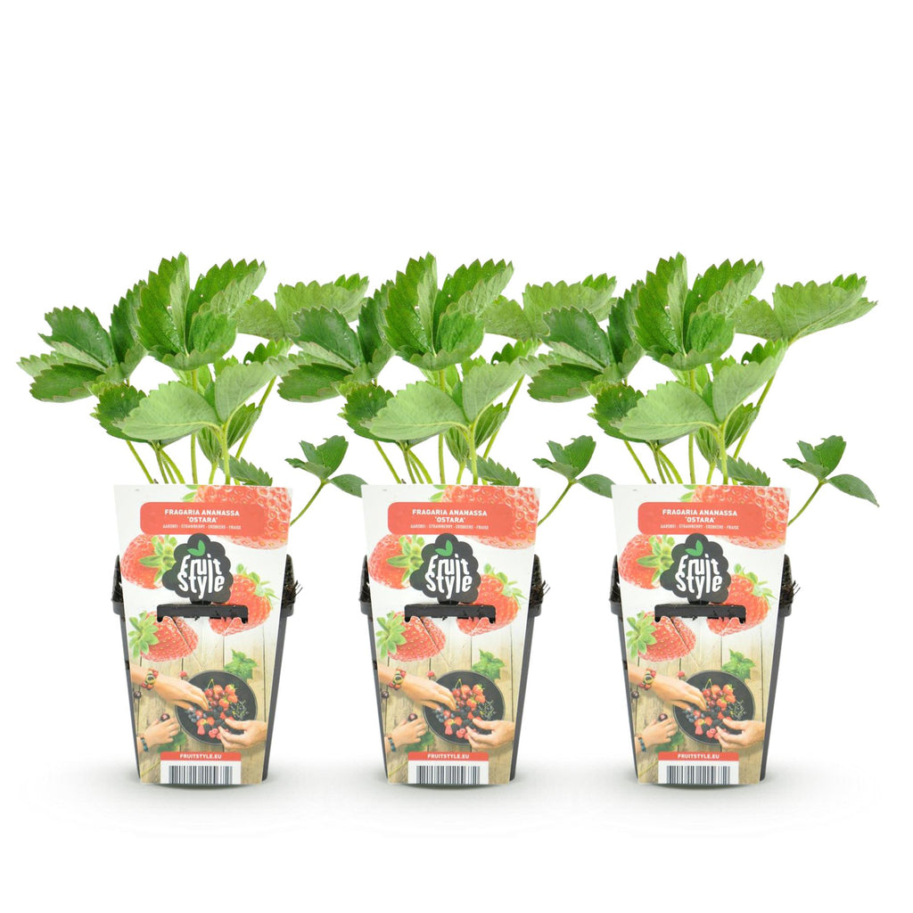 Fruitplanten -3x  Aardbei - Fragaria Elvira - Winterhard - 3 Planten - Pot 9 cm - Rode Aardbei