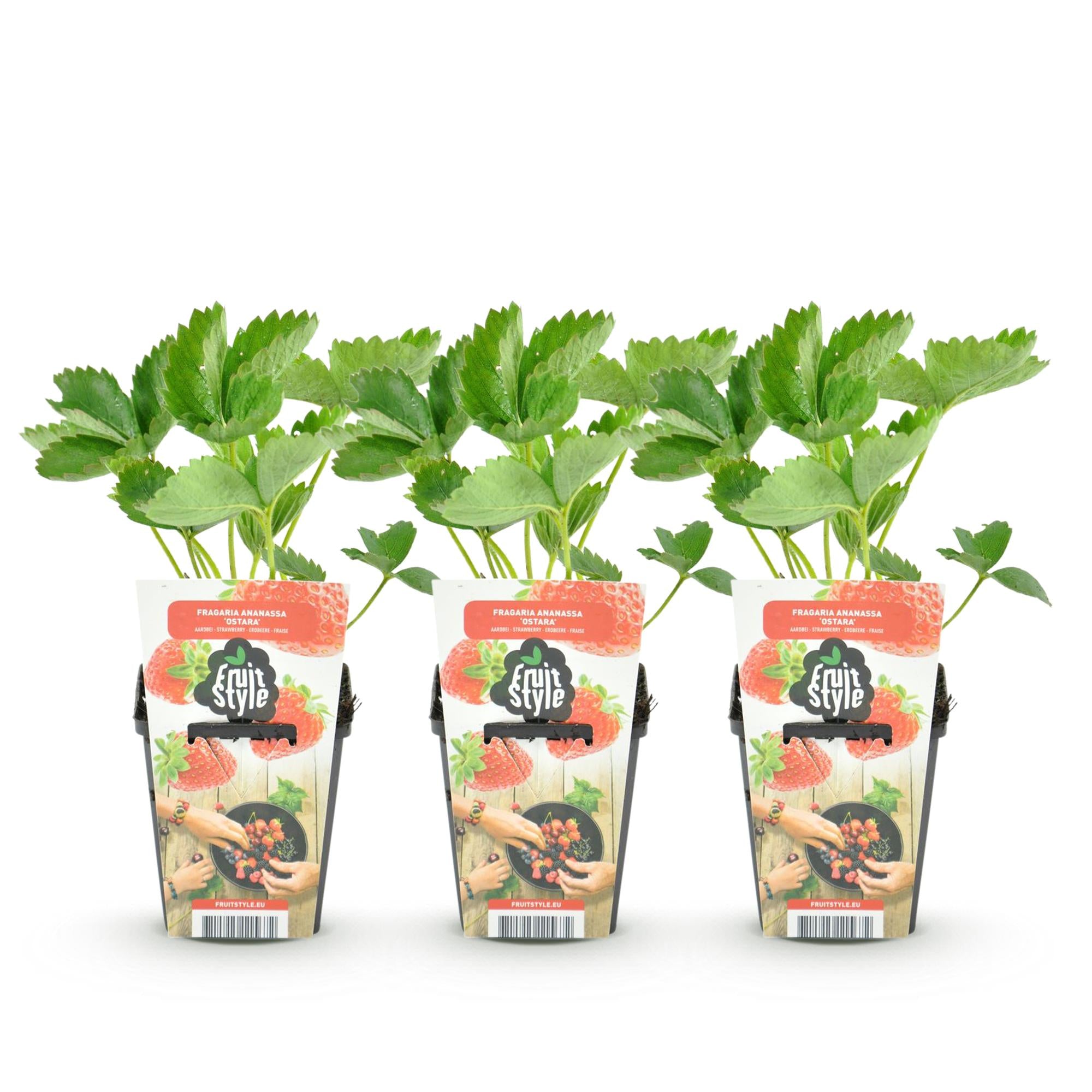 Fruitplanten -3x  Aardbei - Fragaria Elvira - Winterhard - 3 Planten - Pot 9 cm - Rode Aardbei