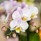 Plantenset Valentijn 'Candy' | Roze Phalaenopsis Orchidee Portugal en Succulent incl. keramieken sierpotten