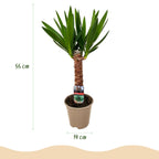 Yucca elephantipes - Yucca - Weinig onderhoud - Groen - 1 - Pot 14cm - Hoogte 55cm