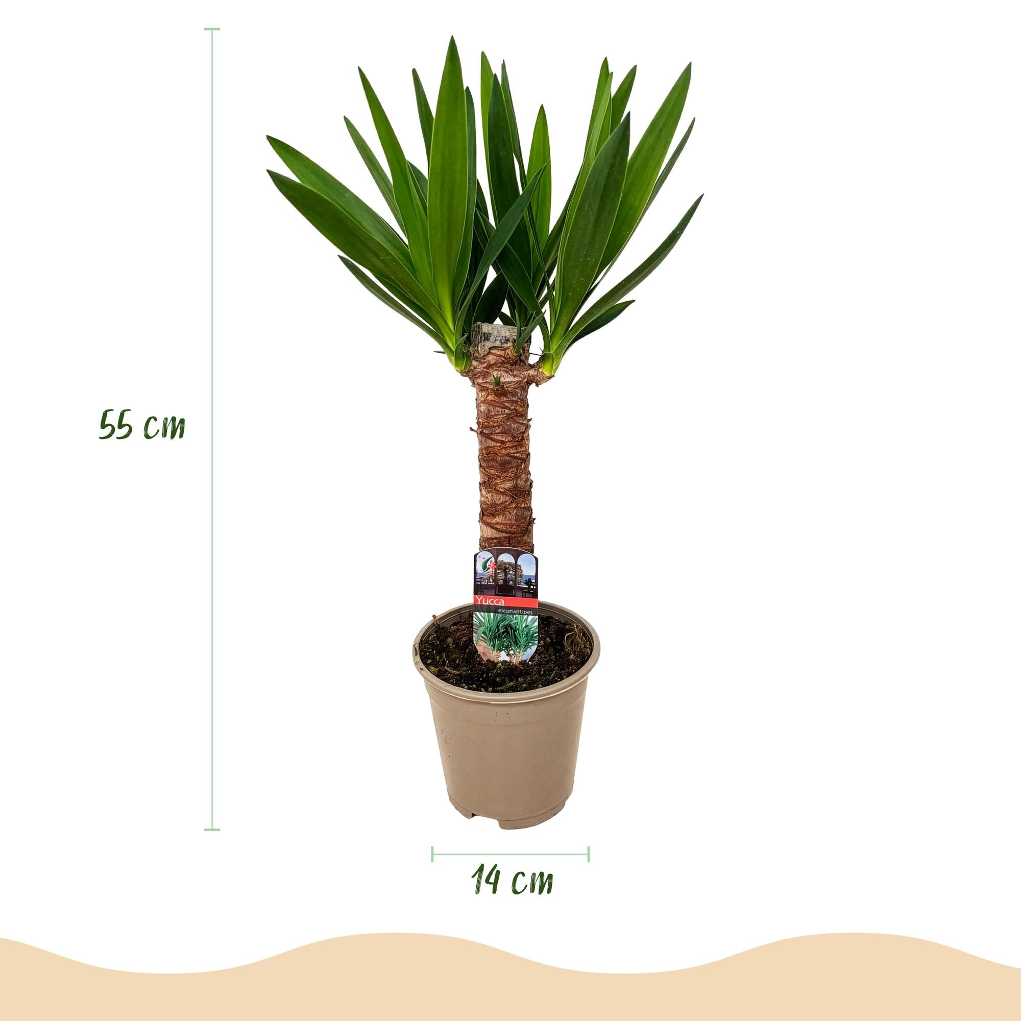 Yucca elephantipes - Yucca - Weinig onderhoud - Groen - 1 - Pot 14cm - Hoogte 55cm