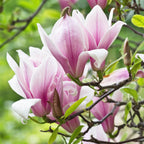 Tuinplant - Magnolia George Henry Kern - Bloem Roze - 1 Plant - Bladverliezend - Weinig Onderhoud - Pot 12cm Hoogte 30cm
