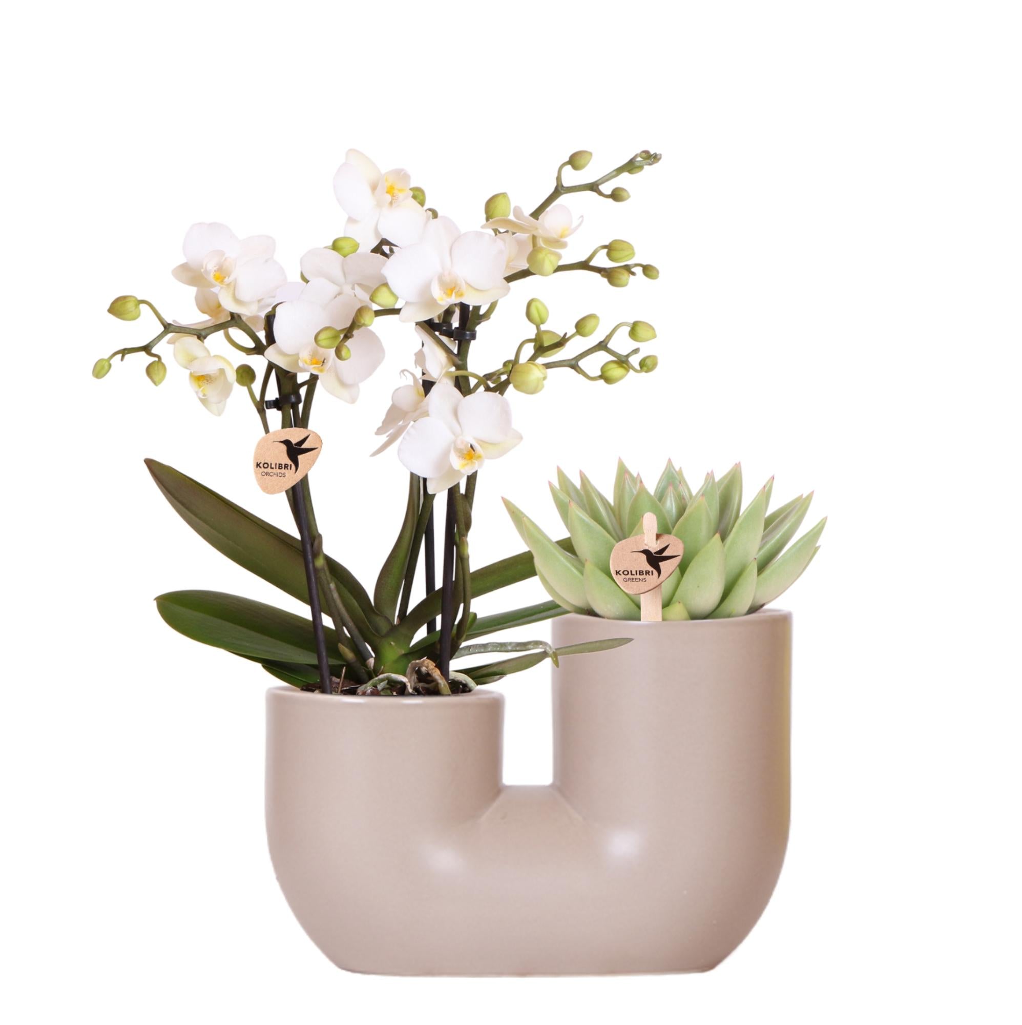 Set van witte orchidee Zürich en Succulent in Tube sierpot Sand - potmaat Ø9cm | bloeiende kamerplant - vers van de kweker