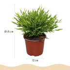 Bamusa Pogonatherum Monica - Bamboegras - Huisdiervriendelijke Plant - Groen - 1 Plant - met Mand - Pot 12cm - Hoogte 20cm