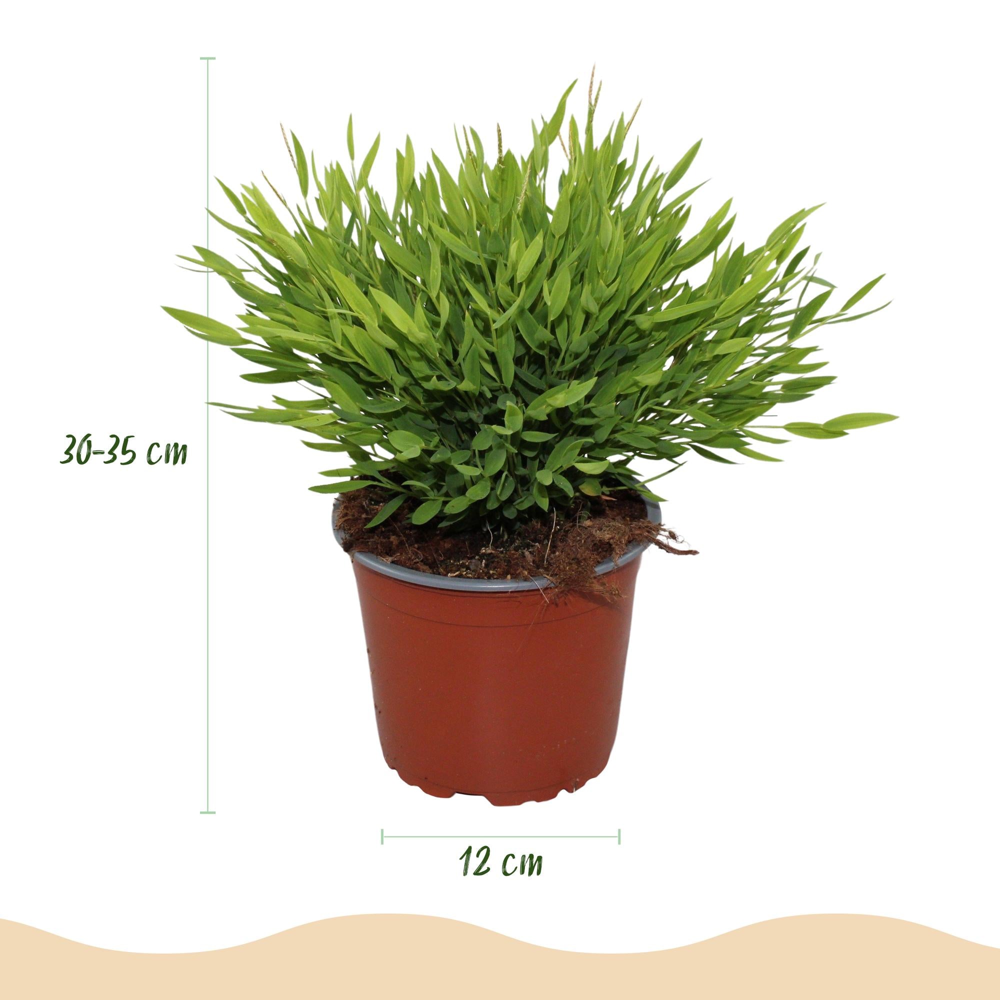 Bamusa Pogonatherum Monica - Bamboegras - Huisdiervriendelijke Plant - Groen - 1 Plant - met Mand - Pot 12cm - Hoogte 20cm