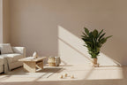 Spathiphyllum Sweet Sebastiano - Ø24cm - ↕110cm