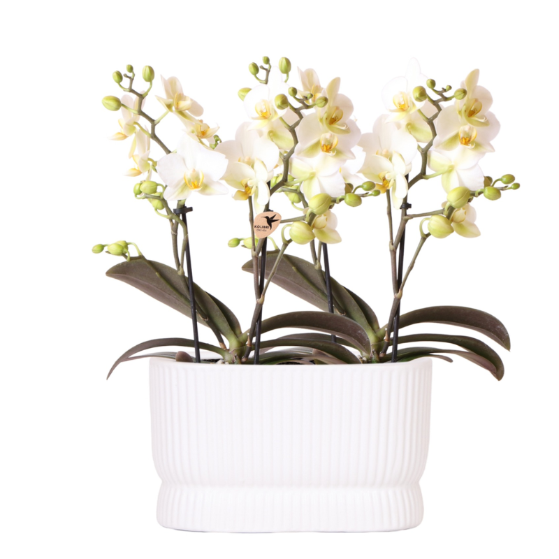 Witte orchideeënset in Diabolo Twin sierpot | 2 x witte Lausanne orchideeën Ø9cm