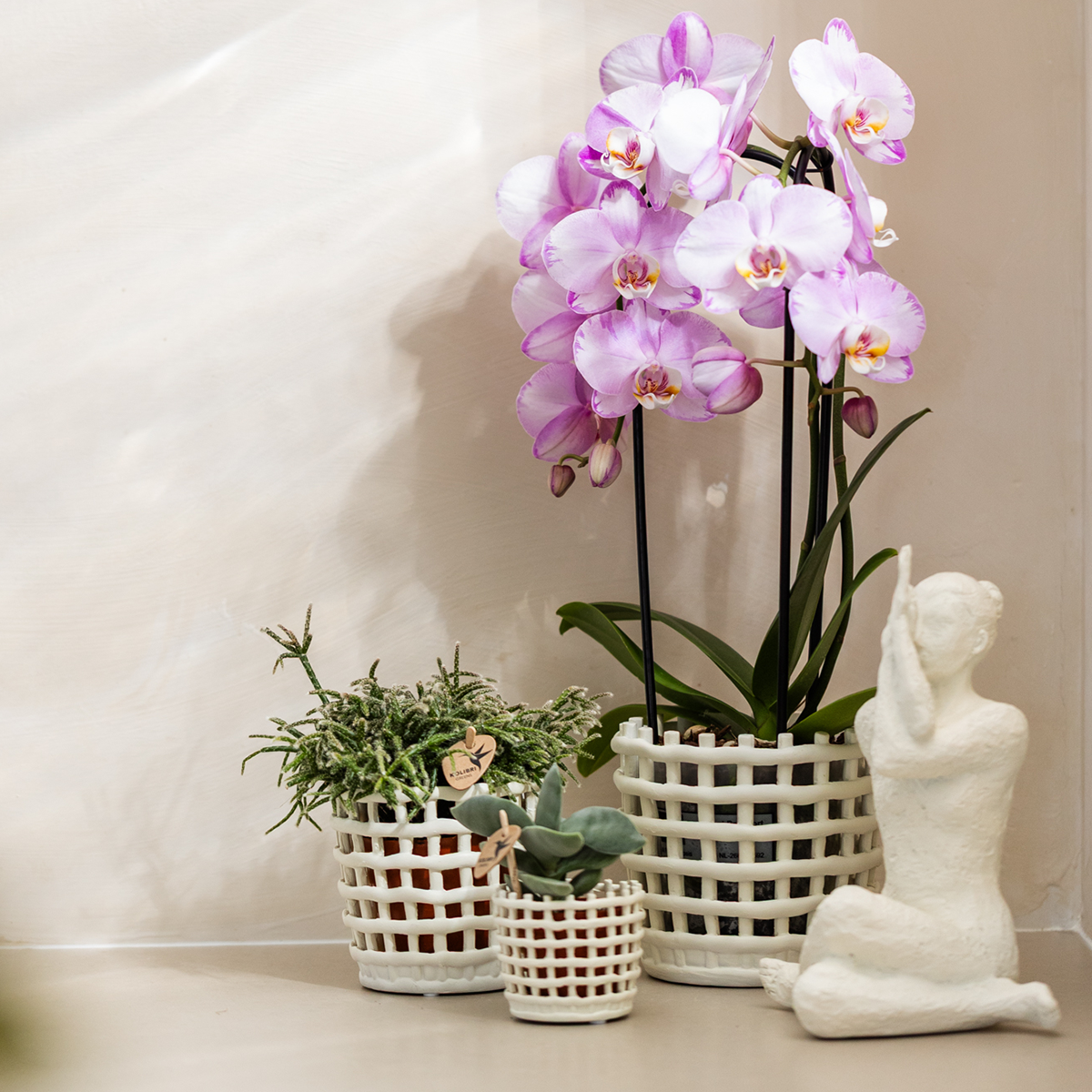 Roze Niagara Falls orchidee 12cm met Mesh White sierpot – vers van de kweker