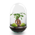 DIY Planten terrarium tweedelig bolglas - Egg XL Bonsai - Ø 17,5 cm ↑ 30 cm