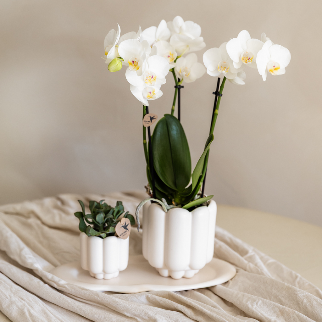 Giftset Retro White | Witte Gibraltar orchidee Ø9cm + groene plant Ø6cm – incl. sierpotten & wit dienblad – vers van de kweker